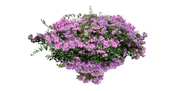 istock Purple Flower isolated on white background with copy space and clipping path. 1304841349