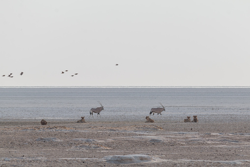 Lions in the early morning in the sand dunes at the edge of the Etosha pan in Namibia, Africa