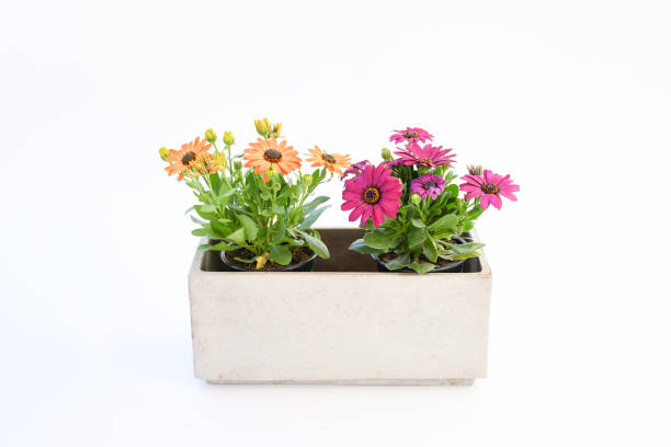 Beautiful  violet and orange arctotis flower blooming and growing with green leaves and branch, in cement pot on white background isolated and clipping path, plant for flower gardne concept. stock photo