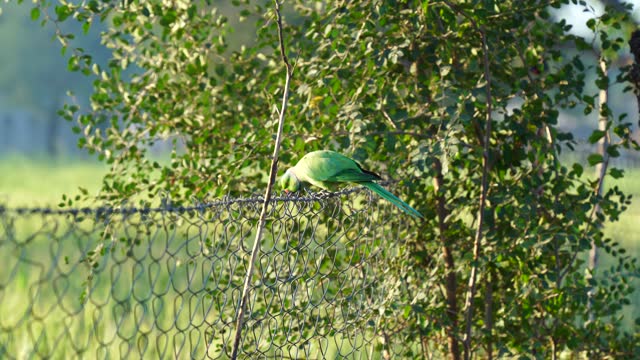 Attractive footage of Indian parakeet or Melopsittacus in a garden. Beautiful parrot closeup in green nature.