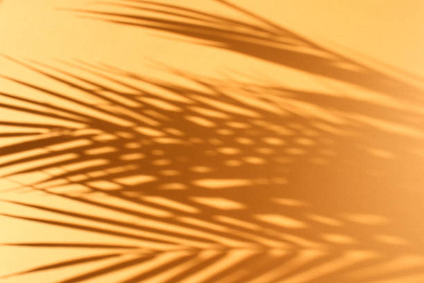 istock Palm leaves and their shadow on an orange background. 1304849475