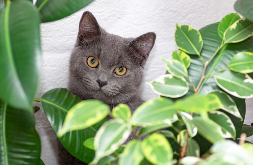 Gray British cat and indoor flowers. Cat of British Shorthair. Close-up.