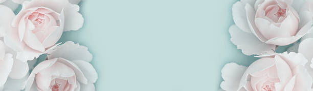 istock White roses on a light pastel background. Beautiful floral banner. Selective focus. Copy space. Flat lay. Close up. 1304849593