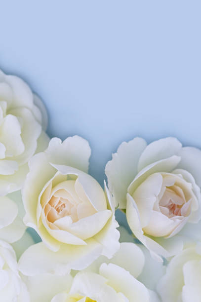 istock White roses on a blue background. Beautiful floral background. Blurred image. Selective focus. 1304849667