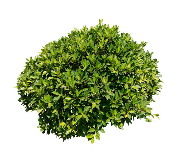 istock Green bush isolated on white background 1304851525