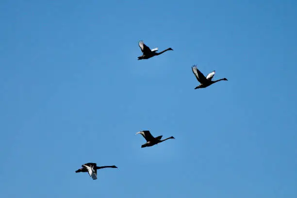 Photo of 4 migrating black swans