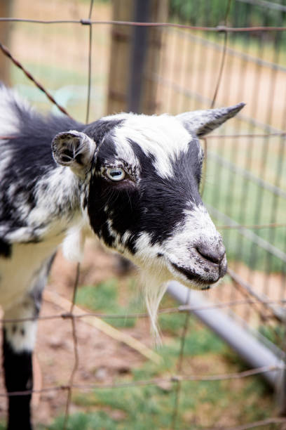 istock Small Young Goat on a Farm 1304852992