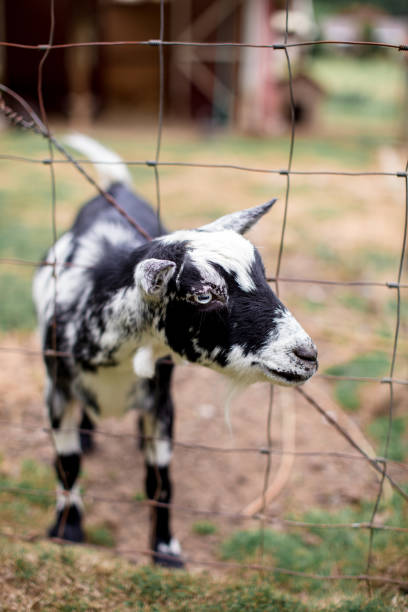 istock Small Young Goat on a Farm 1304853004