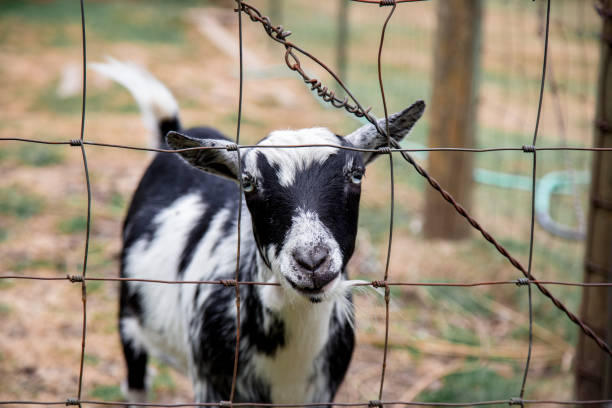 istock Small Young Goat on a Farm 1304853012