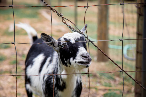 istock Small Young Goat on a Farm 1304853074