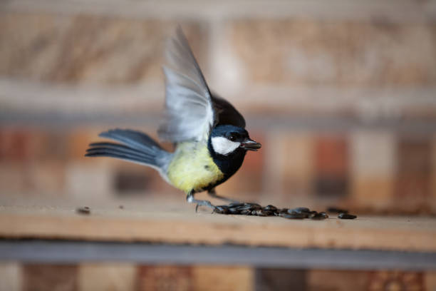 istock Titmouse takes off with seed in its beak 1304854394
