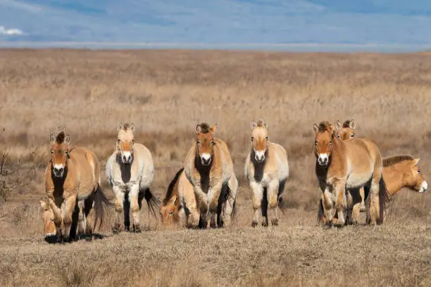 A group of Przewalski horses in National park Neusiedler See (Austria), on a sunny day in winter. This rare and endangered horse is originally native to the steppes of Central Asia.