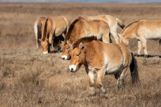 A group of Przewalski horses in National park Neusiedler See (Austria), on a sunny day in winter. This rare and endangered horse is originally native to the steppes of Central Asia.