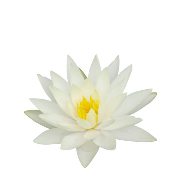 schöne seerose isoliert auf weißem hintergrund. lotusblüte - white water lily stock-fotos und bilder