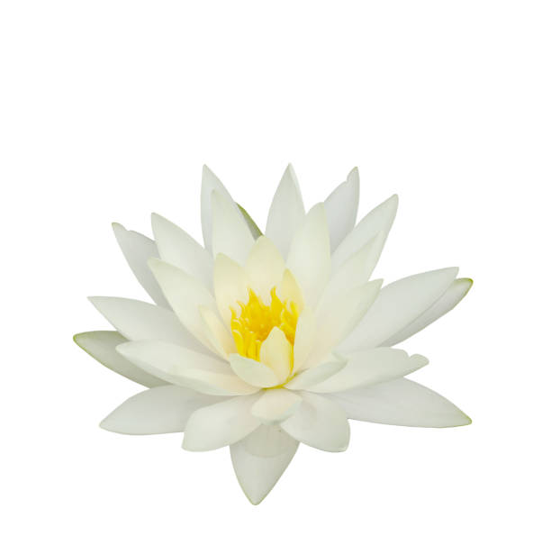 beautiful water lily isolated on white background.lotus flower - white water lily imagens e fotografias de stock