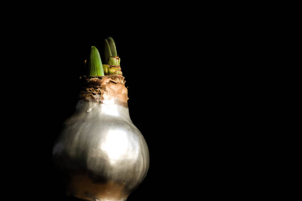 Amaryllis bulb covered with wax on black background
