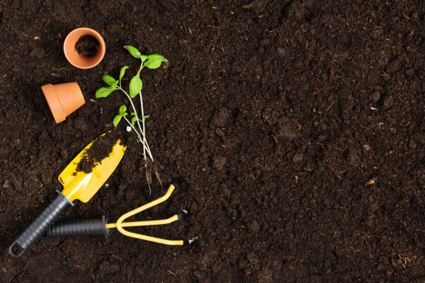istock Gardening tools and plants on soil background top view. 1304855915