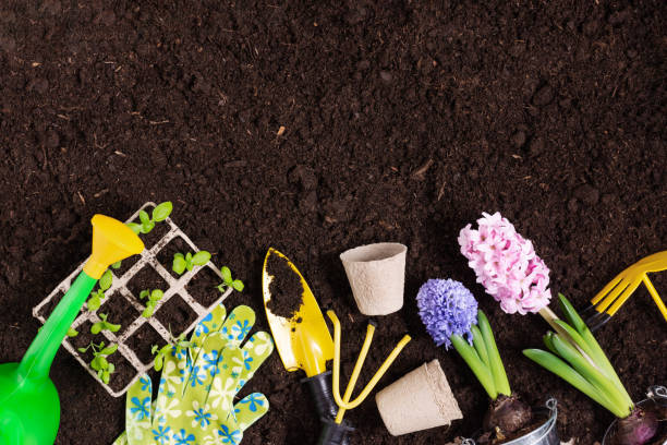 istock Gardening tools and flowers on soil background top view. 1304855933