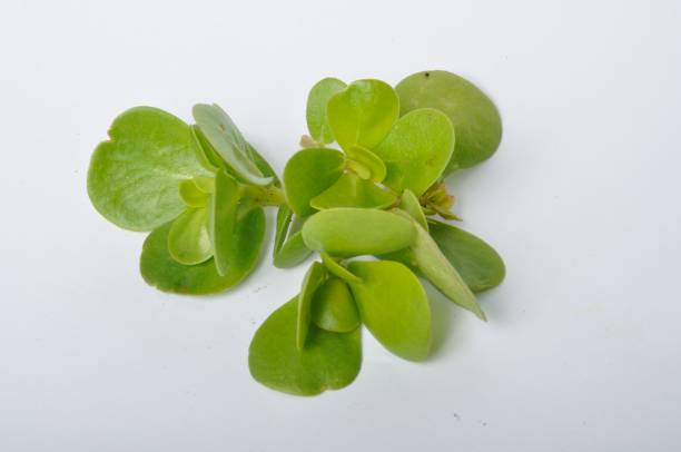 istock Purslane vegetable garden on a white background 1304856045