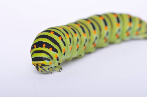 istock Swallowtail caterpillar on a white backgroung 1304856051