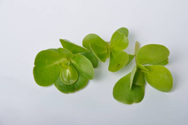 istock Purslane vegetable garden on a white background 1304856057