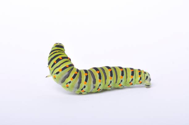 istock Swallowtail caterpillar on a white backgroung 1304856120