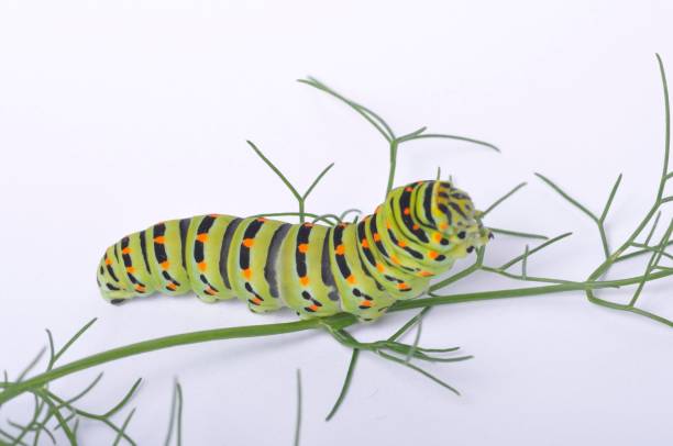 istock Swallowtail caterpillar on a white backgroung 1304856164