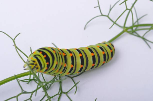 istock Swallowtail caterpillar on a white backgroung 1304856173