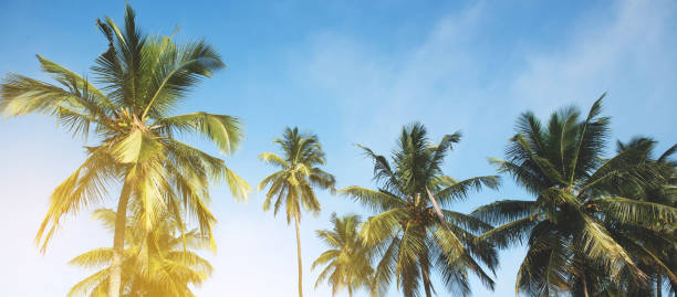 istock Coconut palm tree against blue sky and sunlight in summer 1304856306