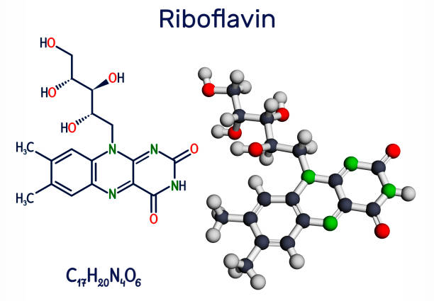 riboflavin, vitamin b2 molekül.  es ist wasserlösliches flavin, ist in lebensmitteln gefunden, als nahrungsergänzungsmittel e101 verwendet.  strukturelle chemische formel und molekülmodell - flavian stock-grafiken, -clipart, -cartoons und -symbole