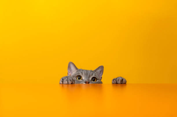 istock British shorthair cat on yellow background 1304859589