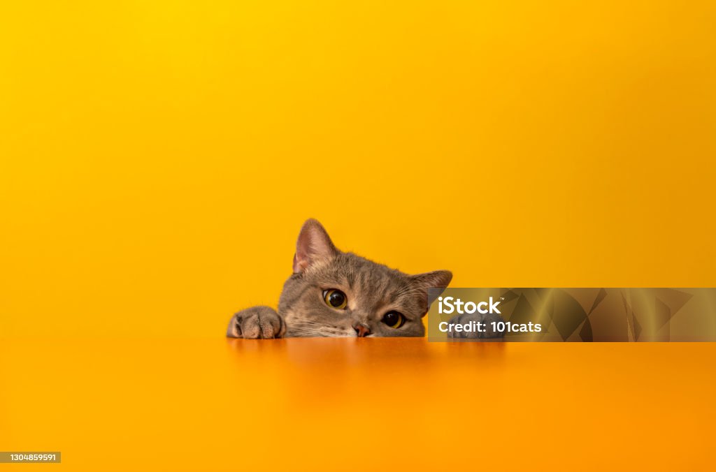 British shorthair cat on yellow background Big-headed obese cat Domestic Cat Stock Photo