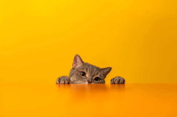 British shorthair cat on yellow background Big-headed obese cat animal hospital photos stock pictures, royalty-free photos & images