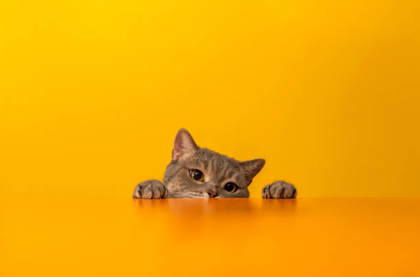 British shorthair cat on yellow background Big-headed obese cat pure bred cat stock pictures, royalty-free photos & images