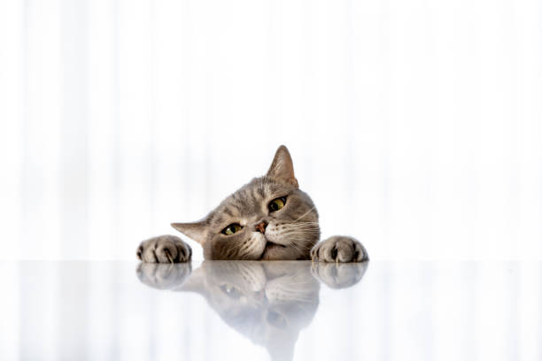 Big-headed obese cat