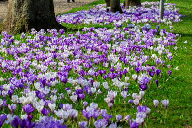 istock Swaths of Stunning Crocuses in Full Bloom. 1304859678