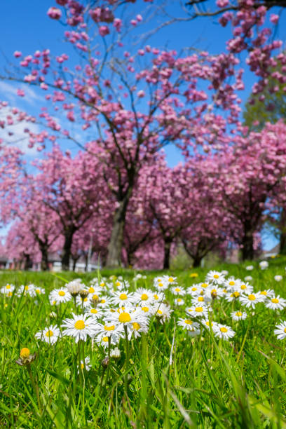 Daisy flowers in front of pink Cherry blossom on Japanese Cherry trees.