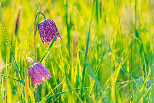 Snake's Head Fritillary flower (Fritillaria meleagris) in a field in spring during a sunny afternoon. Fritillary, Snake's Head or Checkered Daffodil are purple or white flowers that blossom during a brief period in early spring.