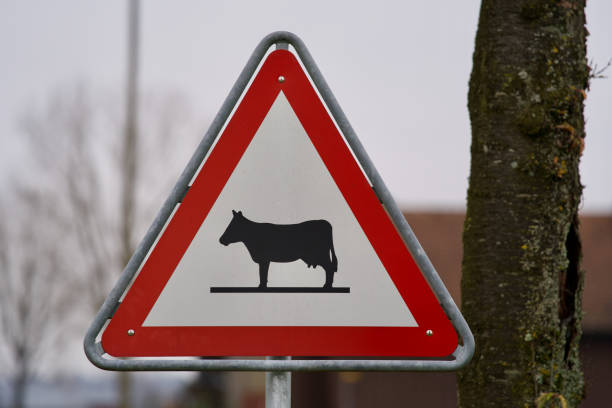 istock Traffic sign cattle crossing with tree in the background. 1304861494