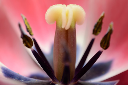 Macro close up image of the inside of a pink Tulip flower with clearly visible stigma and stamens.