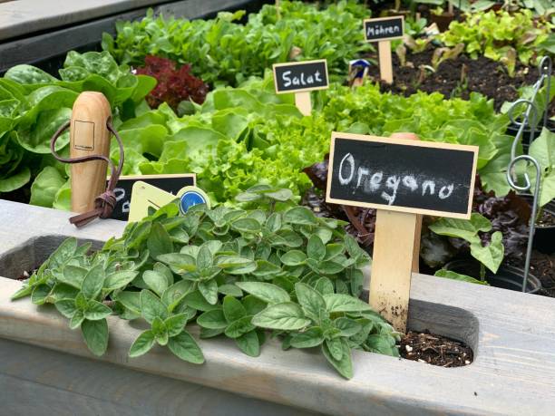 ドイツ庭園の上げられたベッドオレガノ - oregano herb garden herb gardens ストックフォトと画像