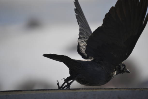 istock Raven in portrait close up 1304862668