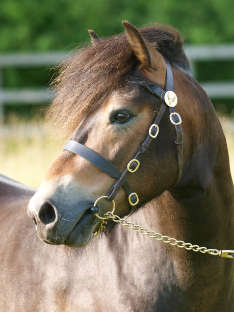 istock Exmoor Pony Headshot 1304864037