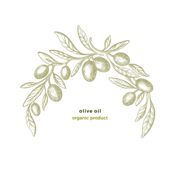 Olive arc pattern. Vector circle frame. Bio food Olive arc pattern. Vector hand draw circle frame. Botanical vintage illustration, texture leaf, green fruit on white background. Organic oil food. Herbal harvest Olive Tree stock illustrations