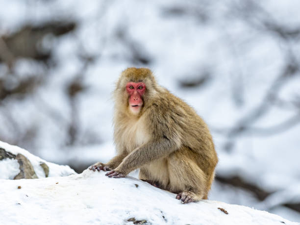 istock Japanese macaque snow monkey in snow 1 1304864649