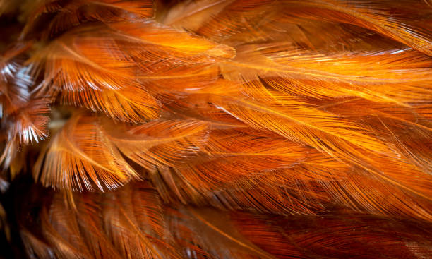 istock red and orange rooster feathers. background or texture 1304865317