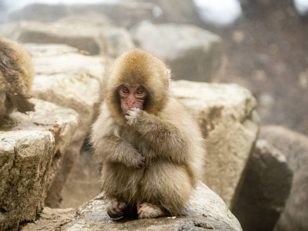 istock young Japanese macaque snow monkey by hot spring 3 1304865390