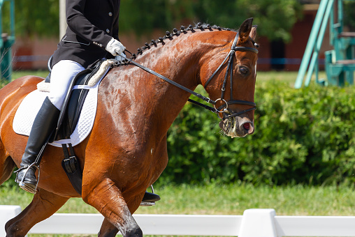 Dressage horse and rider in competitions