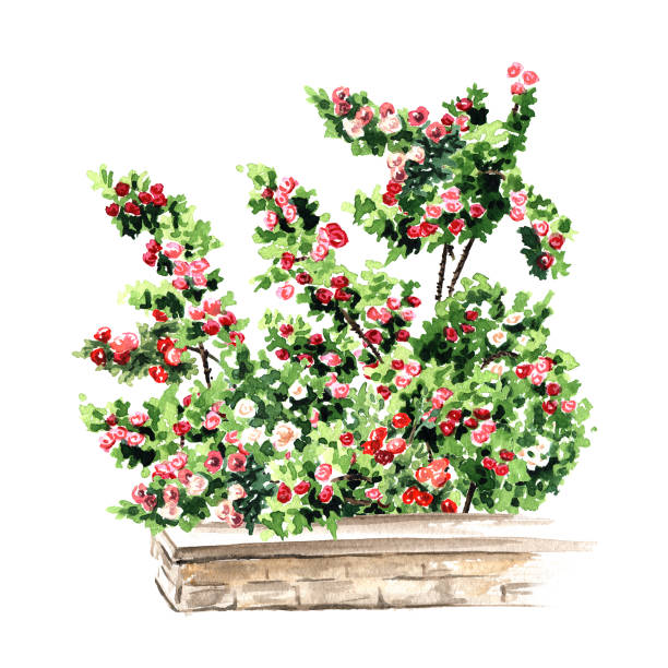 istock Climbing Rose Bush  Hand drawn watercolor illustration isolated on white background 1304865472