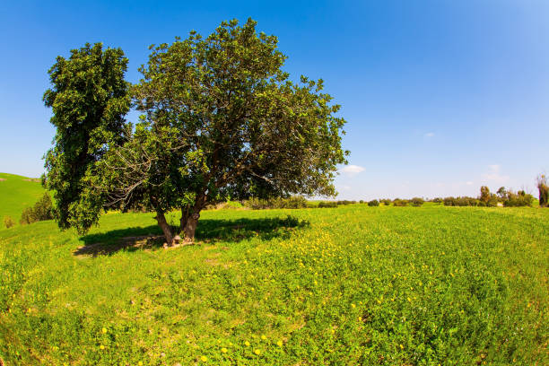 istock Green fresh grass cover the hills 1304865547